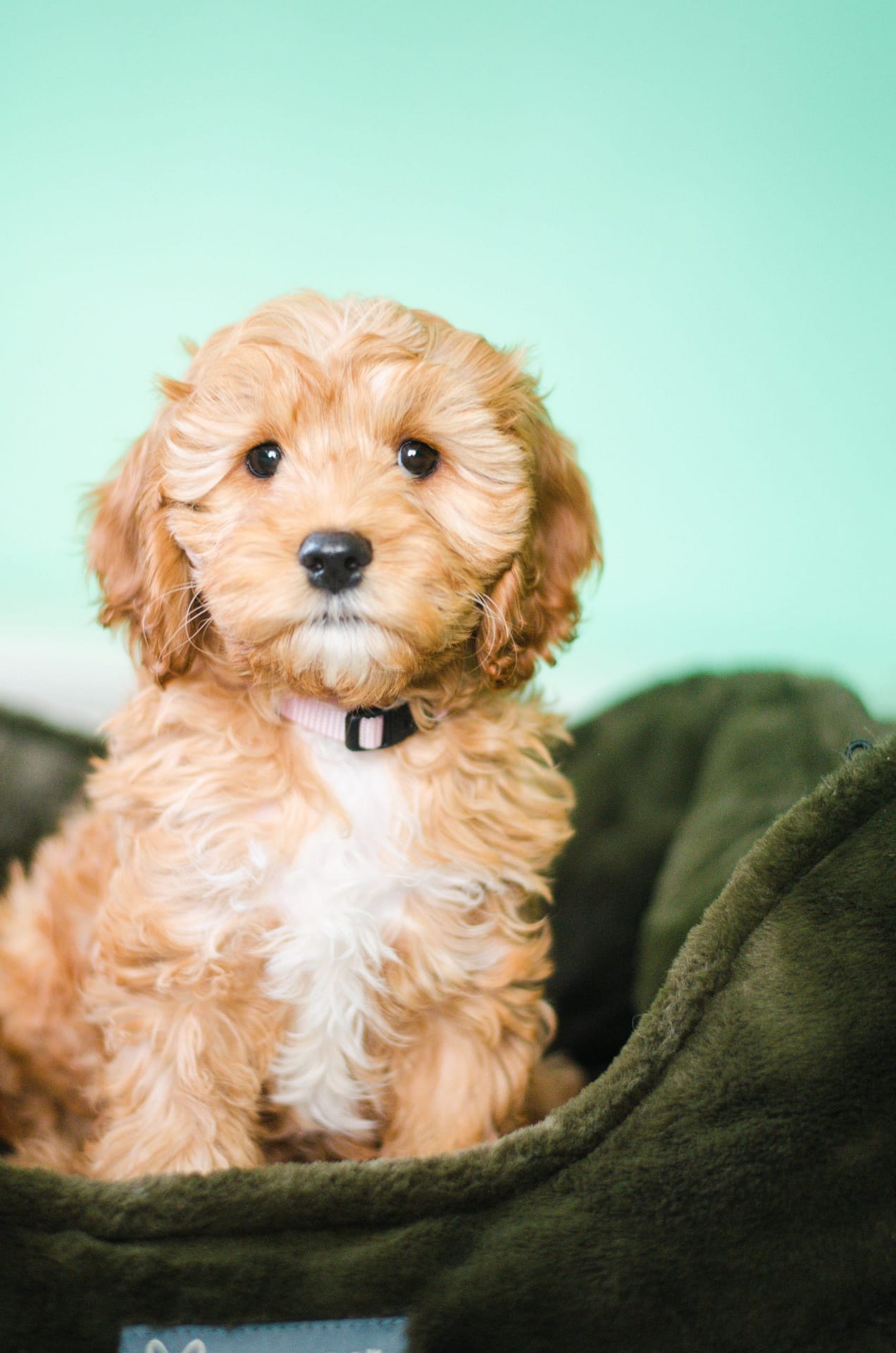 Red and White Cavapoo Puppy All About Cavapoos