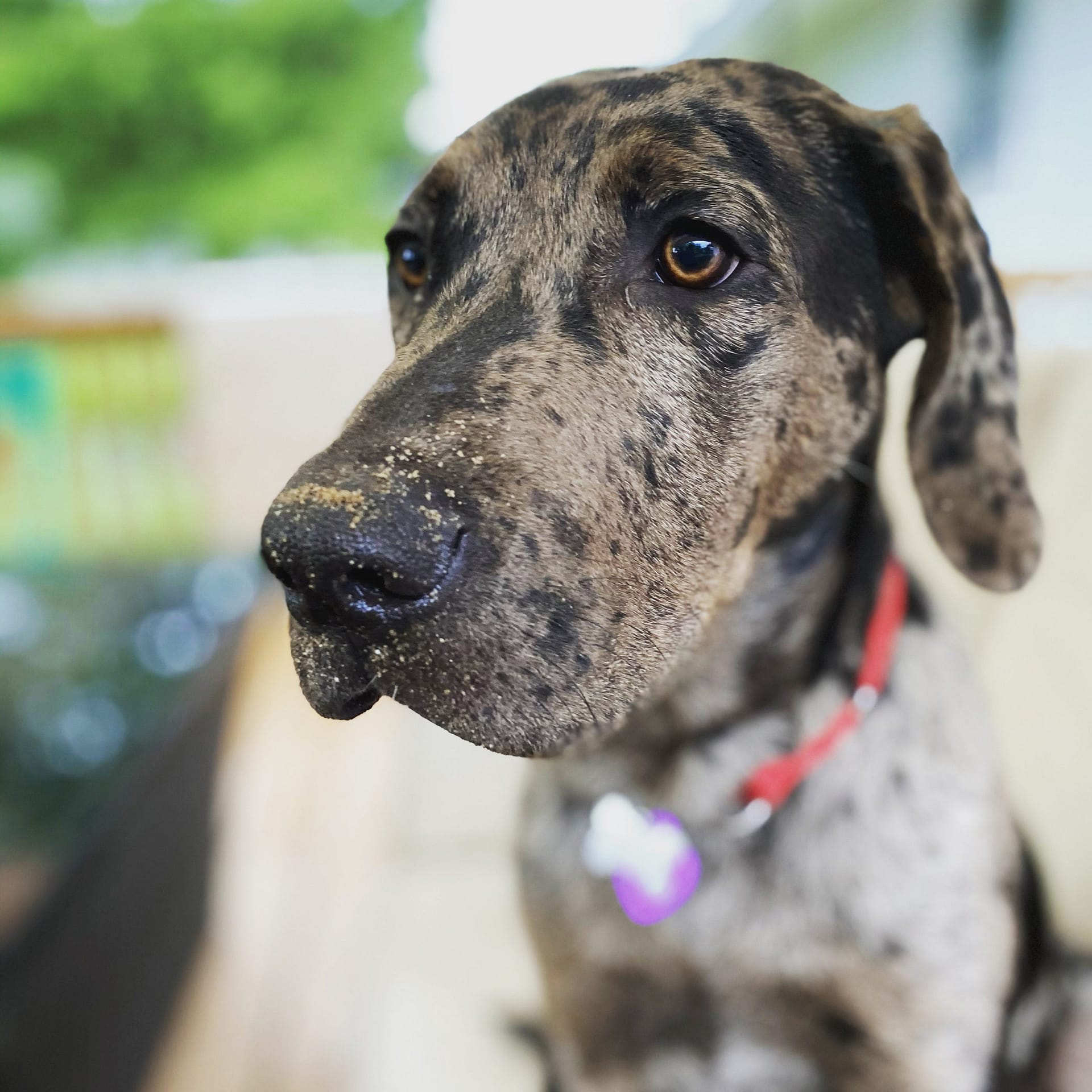 Dog Training Testimonials